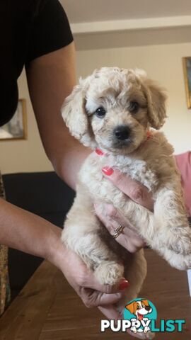 Beautiful Toy Cavoodle Puppies