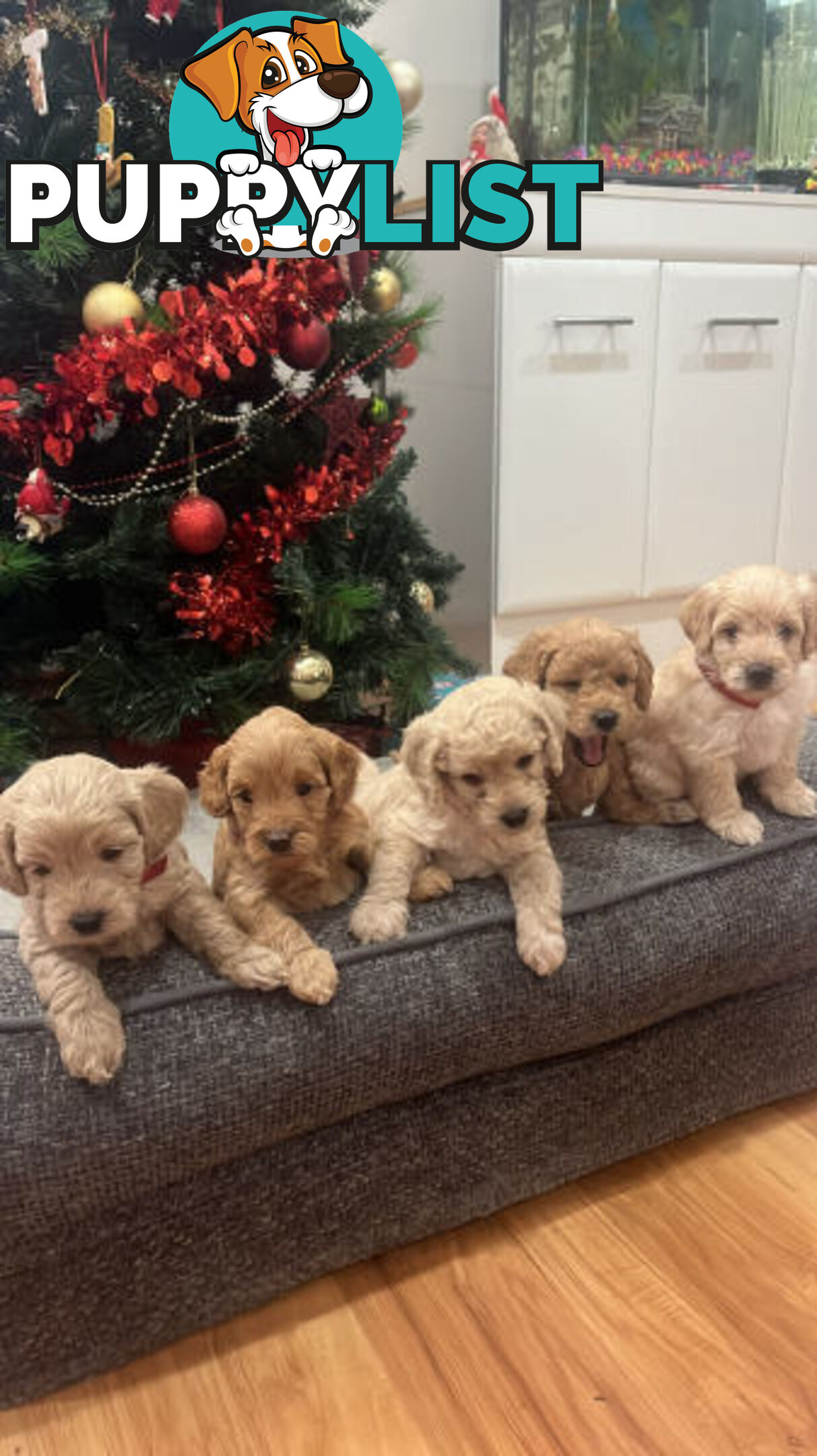 Beautiful Toy Cavoodle Puppies