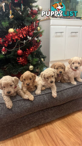 Beautiful Toy Cavoodle Puppies