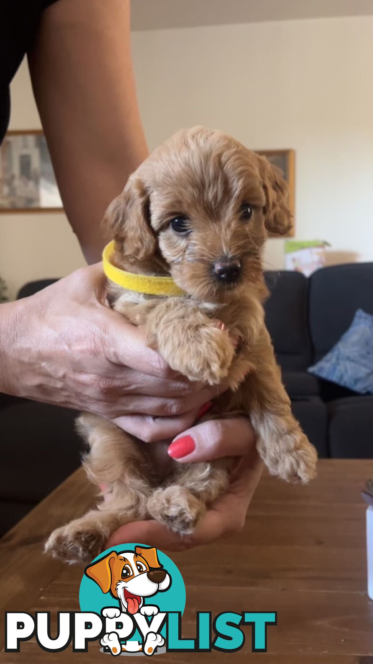 Beautiful Toy Cavoodle Puppies