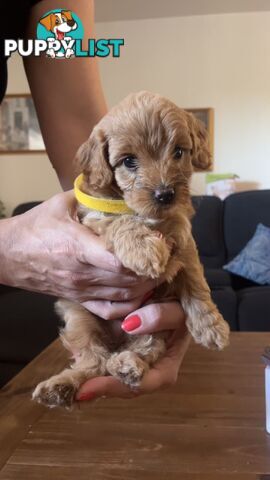 Beautiful Toy Cavoodle Puppies