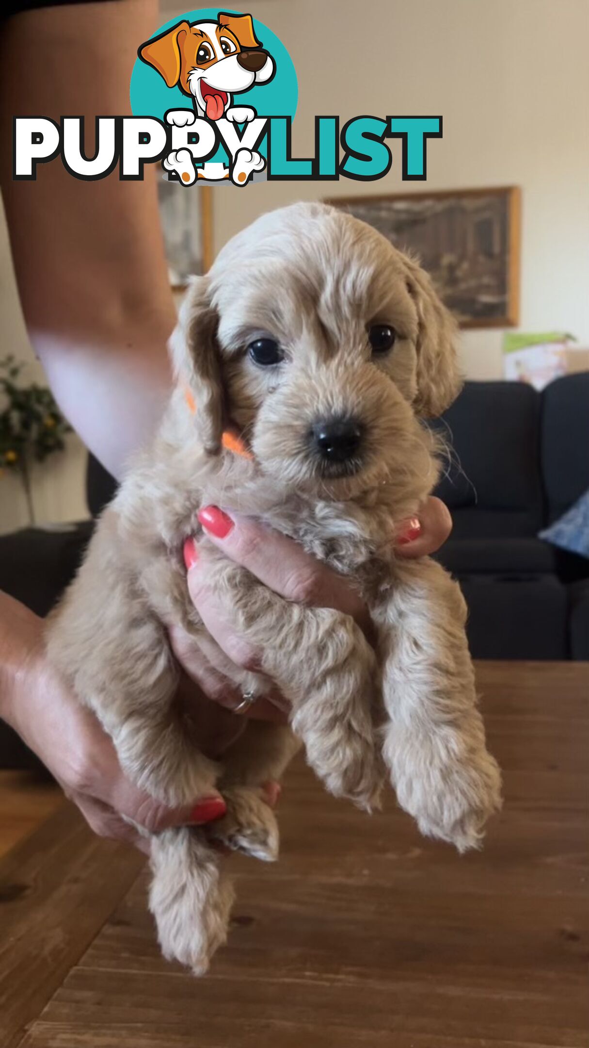 Beautiful Toy Cavoodle Puppies