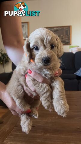 Beautiful Toy Cavoodle Puppies