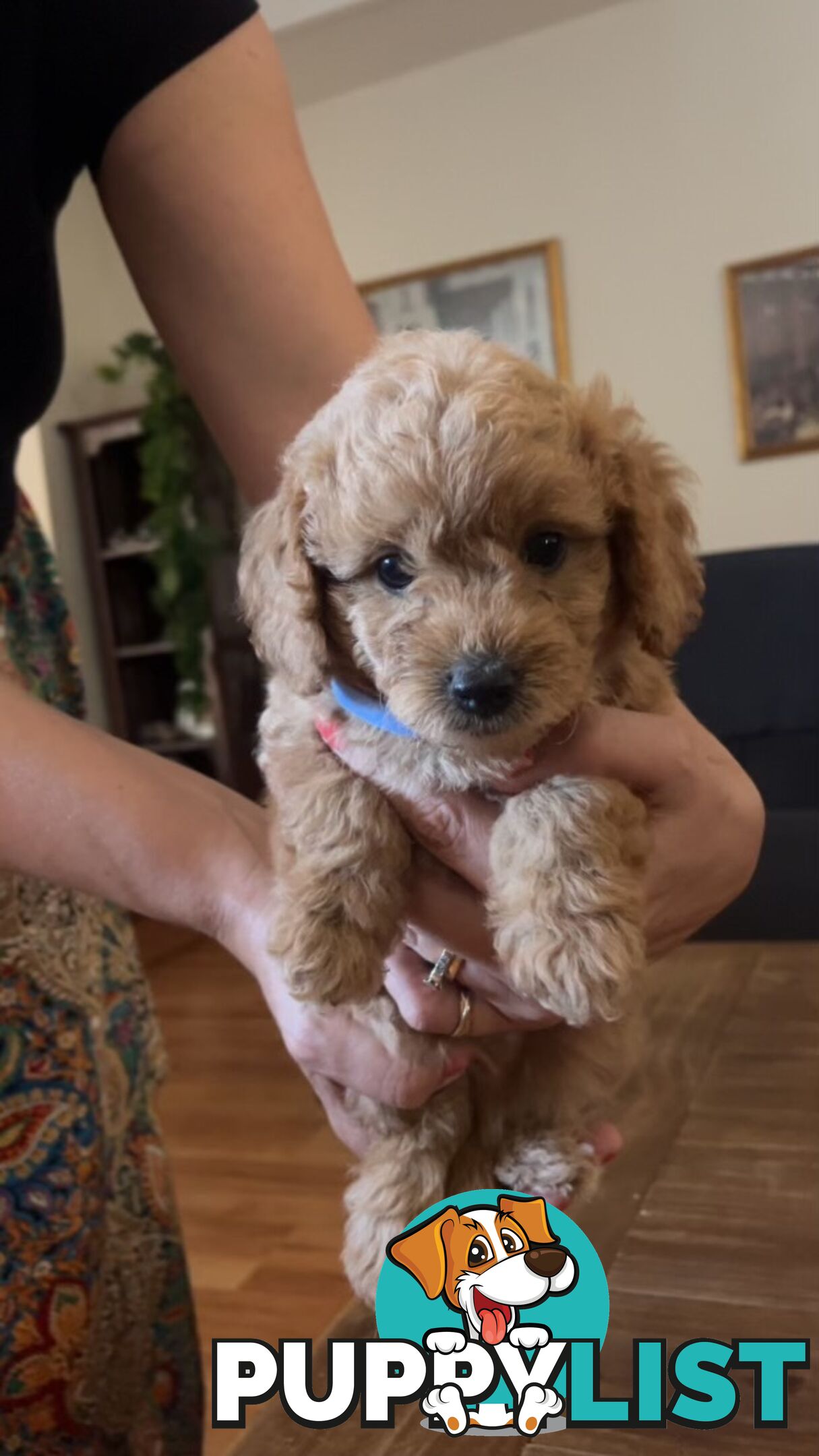 Beautiful Toy Cavoodle Puppies