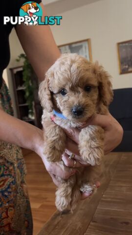 Beautiful Toy Cavoodle Puppies