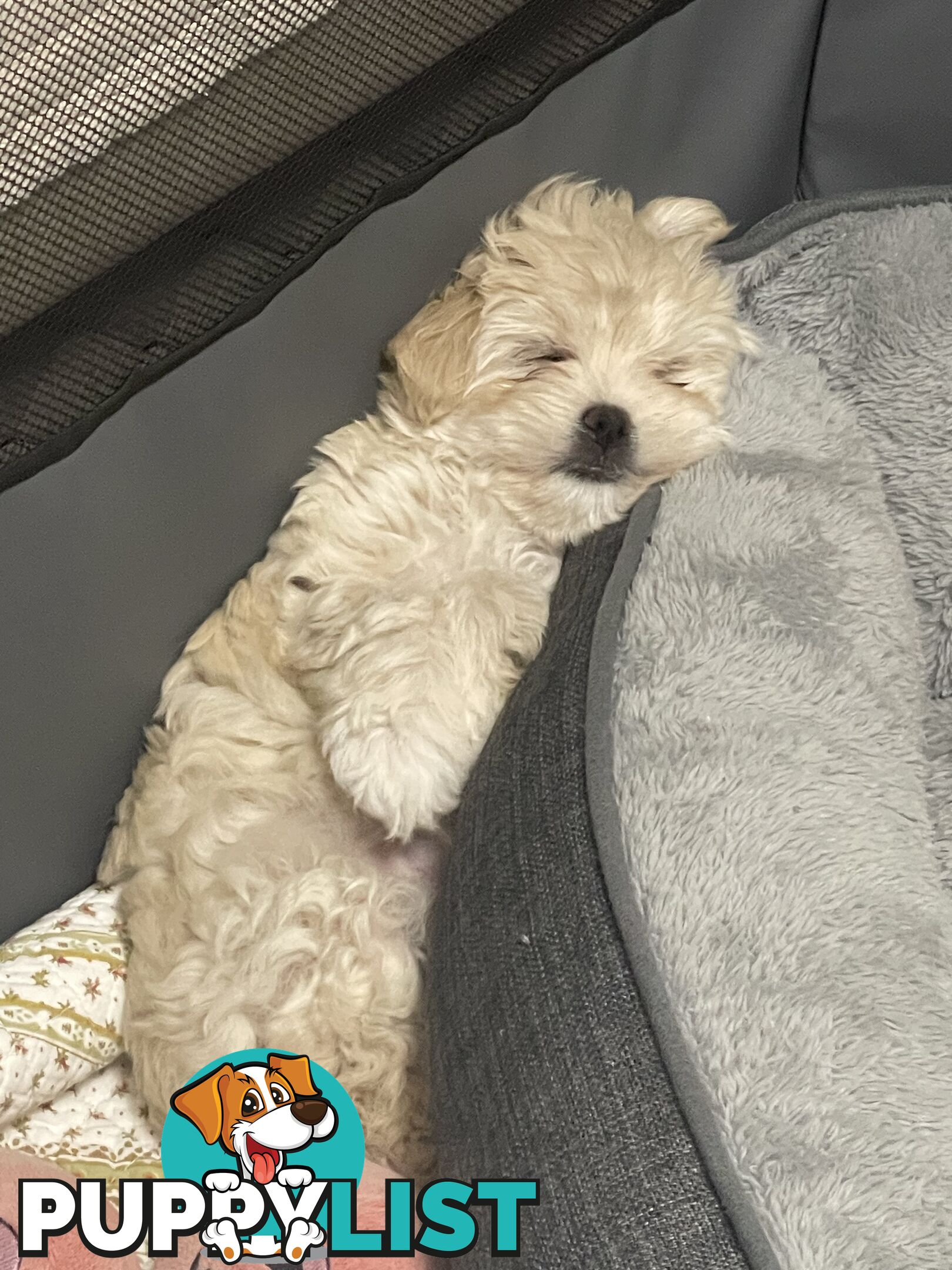 Maltese puppy for sale