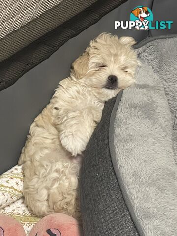 Maltese puppy for sale