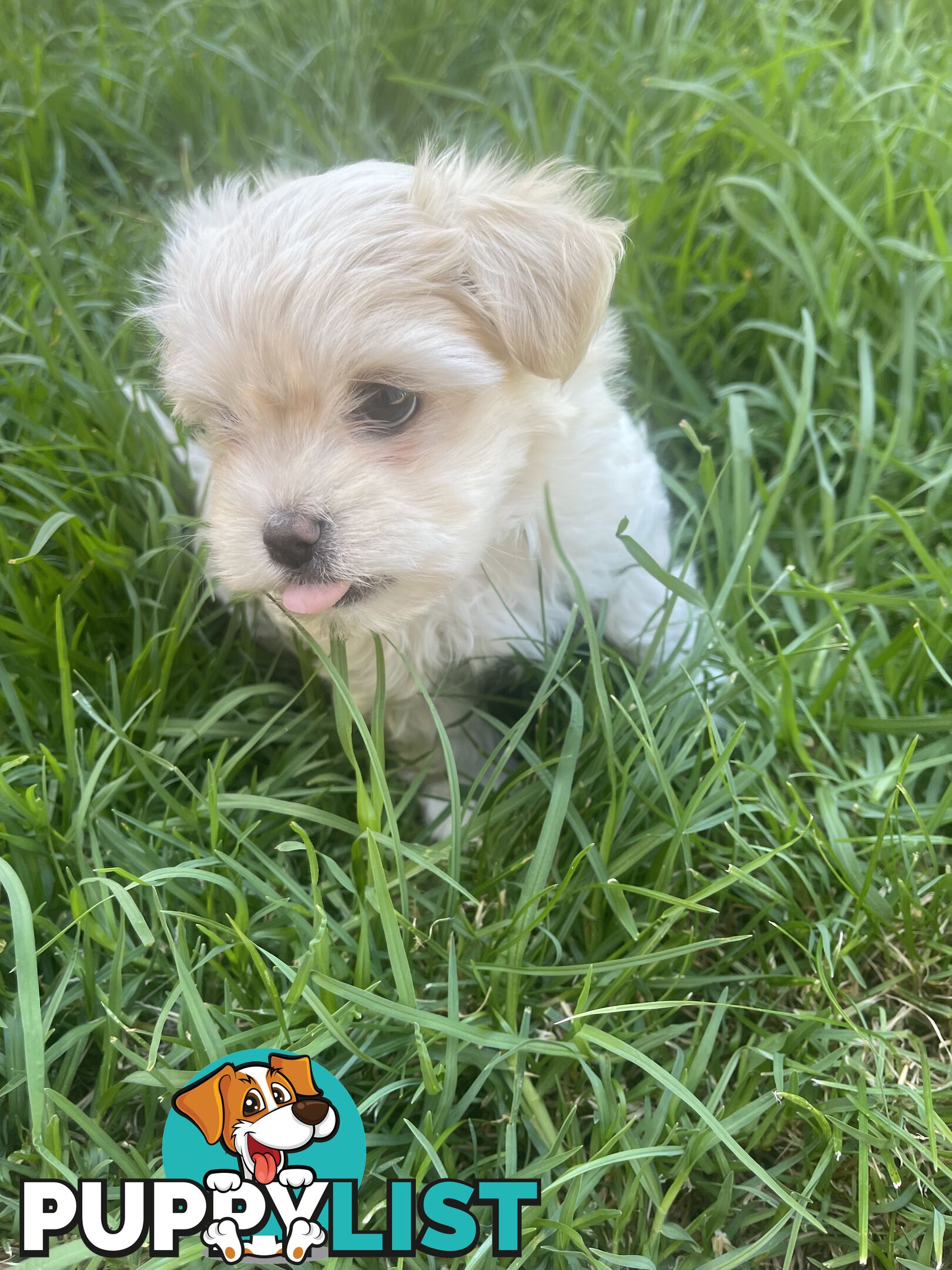 Maltese puppy for sale