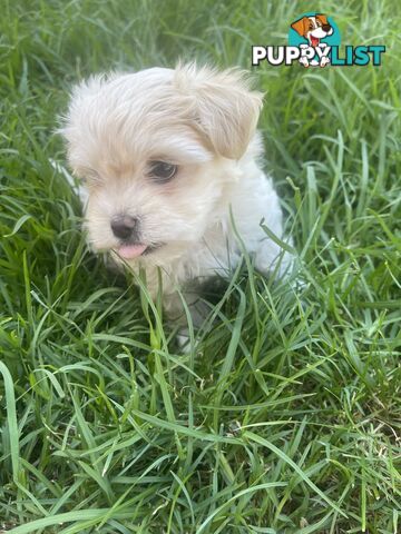 Maltese puppy for sale