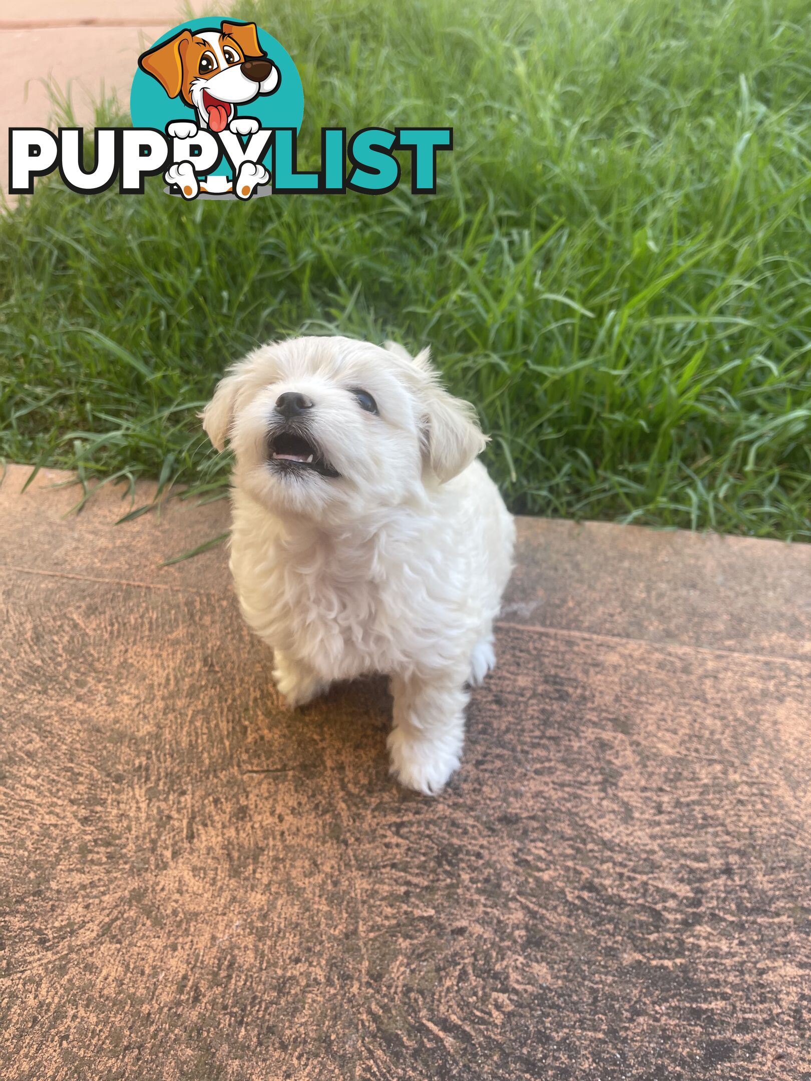 Maltese puppy for sale