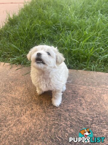 Maltese puppy for sale