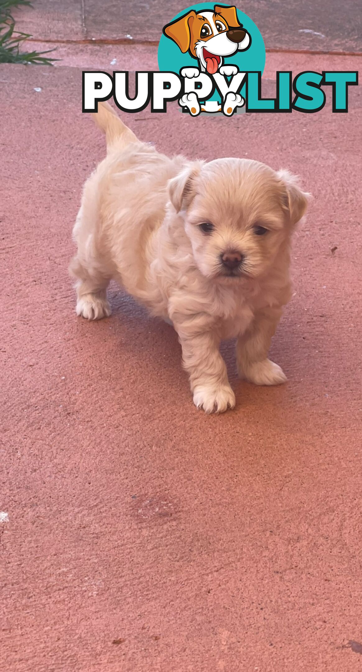 Maltese puppy for sale