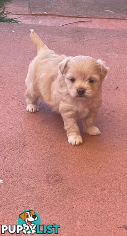 Maltese puppy for sale