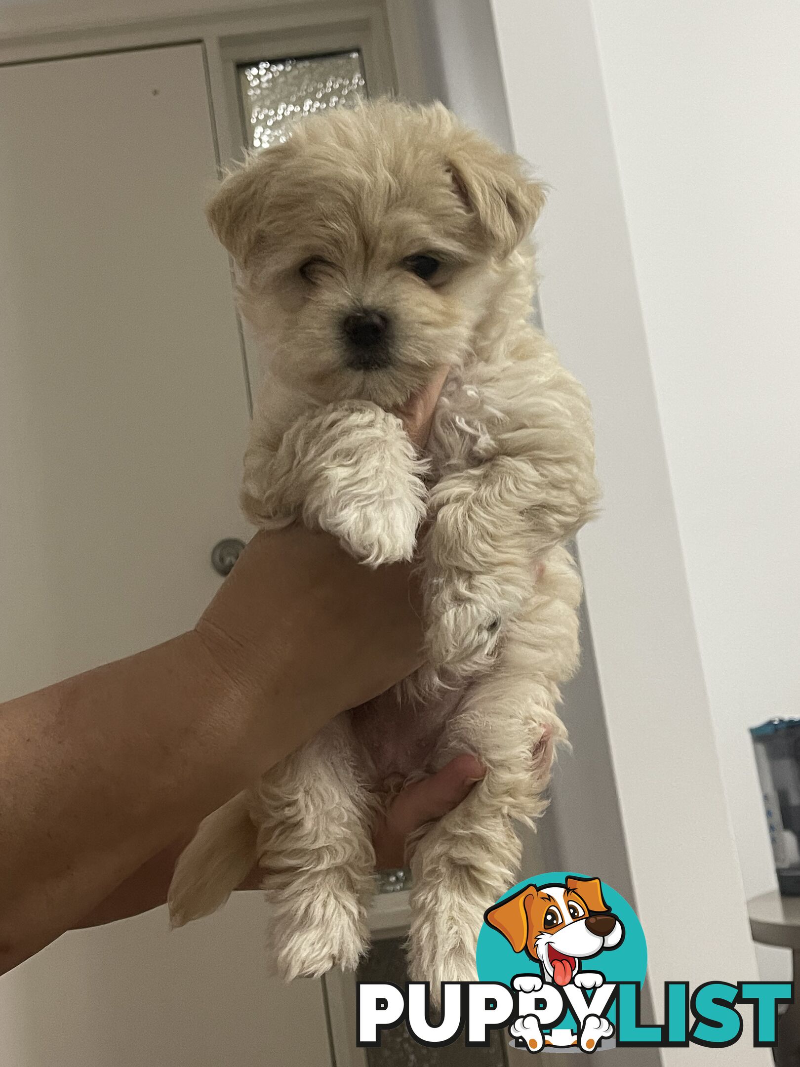 Maltese puppy for sale