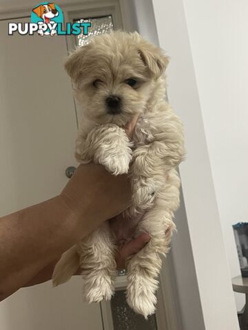 Maltese puppy for sale