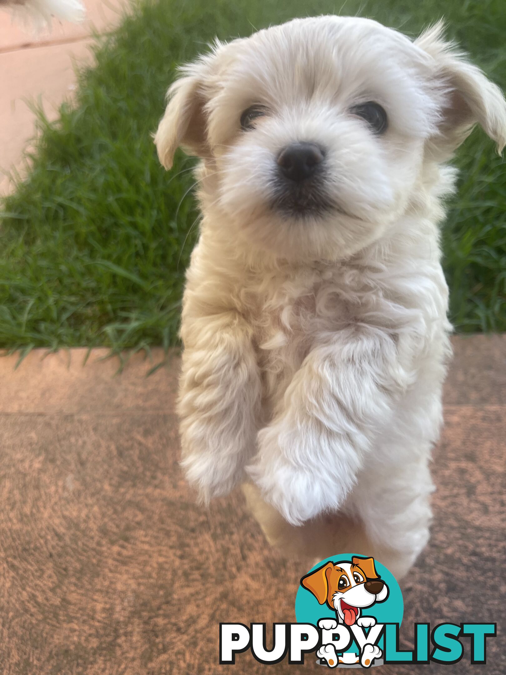 Maltese puppy for sale