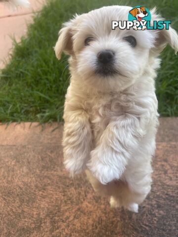 Maltese puppy for sale