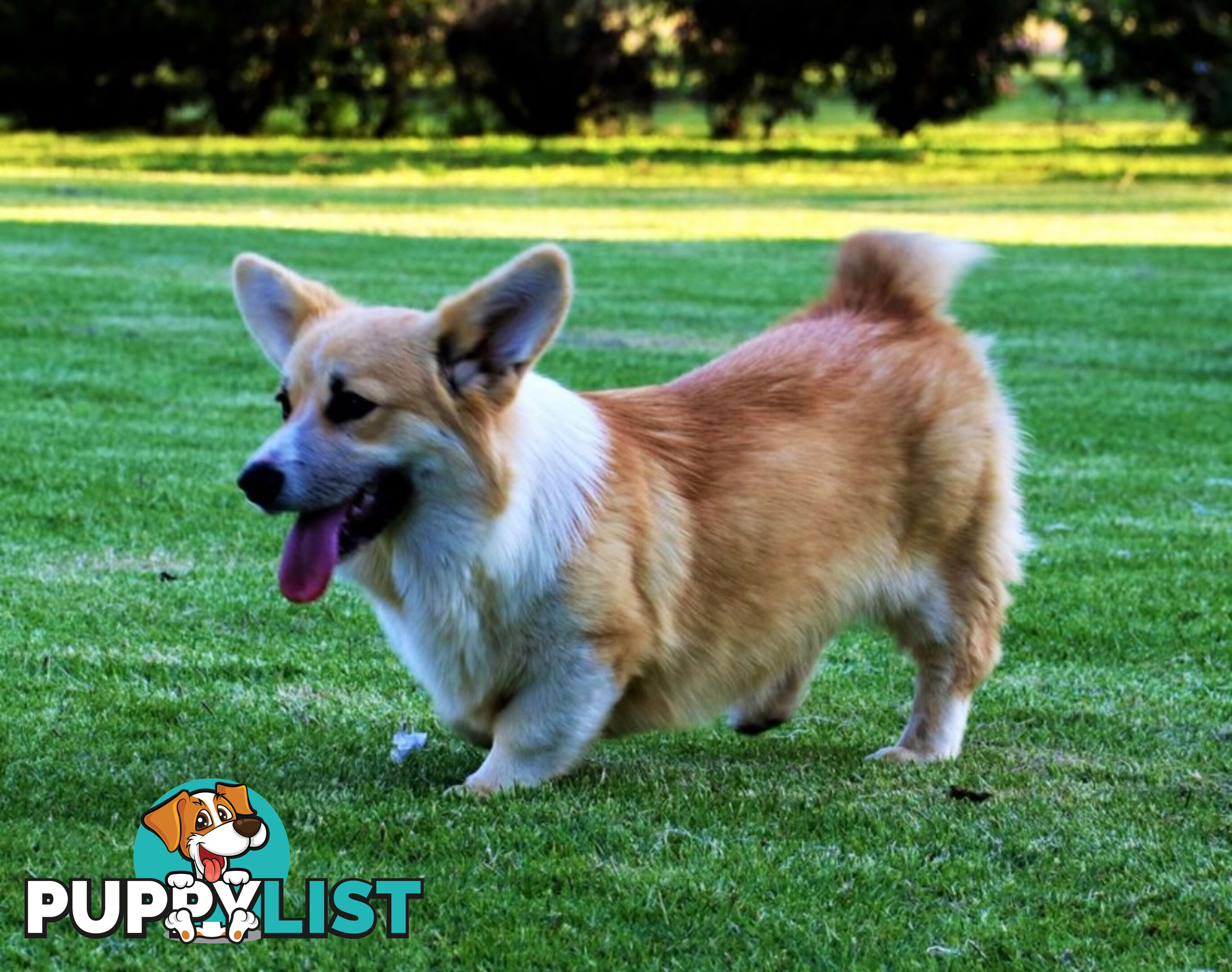 LAST ONE Purebred Pembroke Welsh Corgi