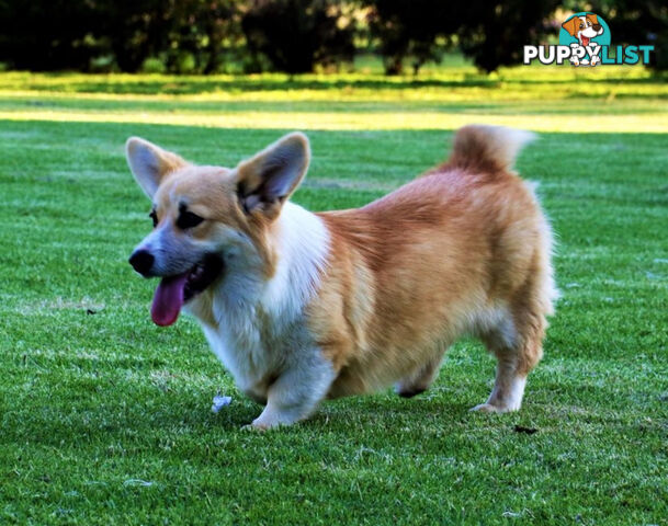 LAST ONE Purebred Pembroke Welsh Corgi