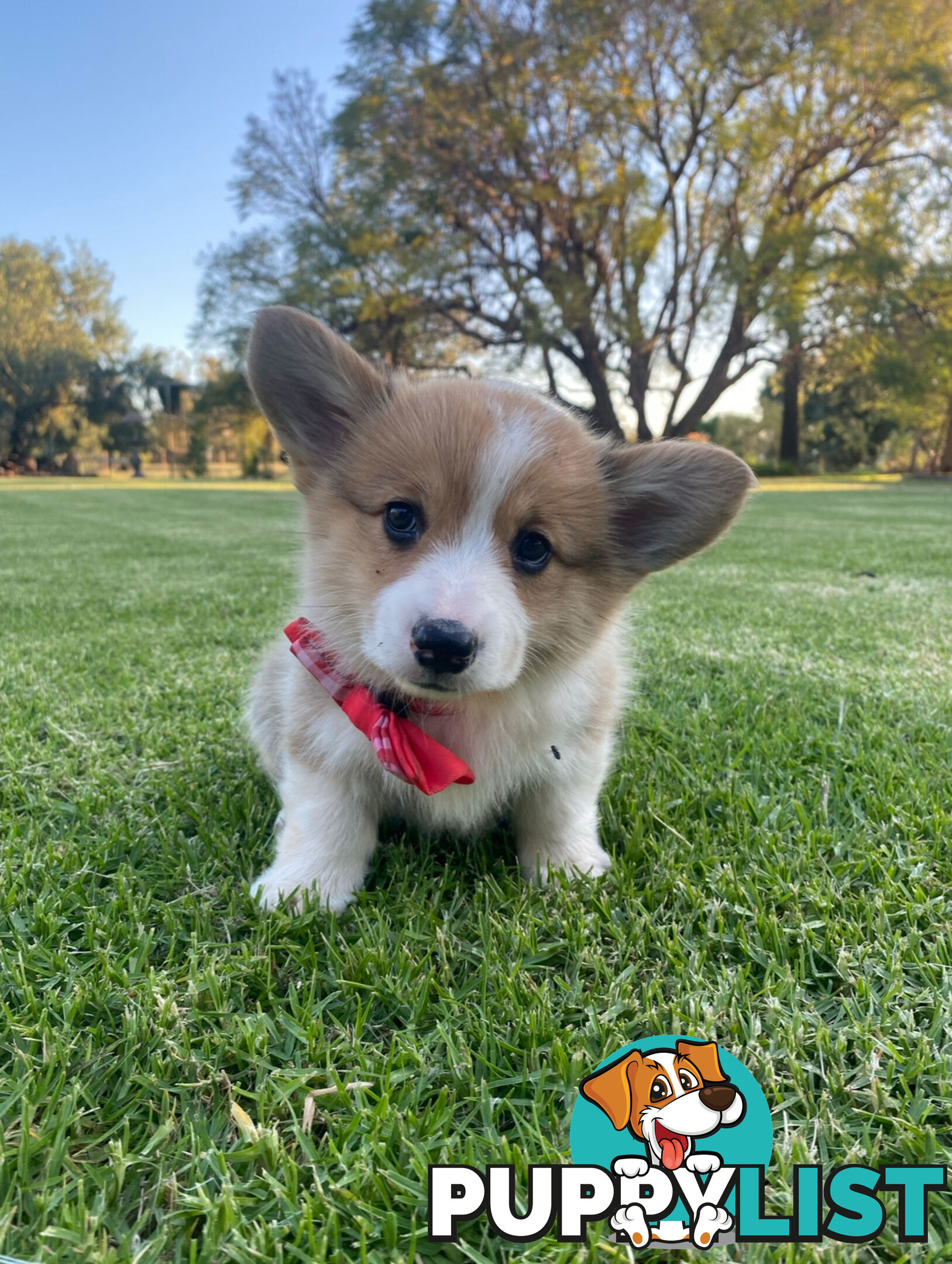 LAST ONE Purebred Pembroke Welsh Corgi