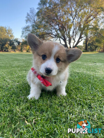 LAST ONE Purebred Pembroke Welsh Corgi