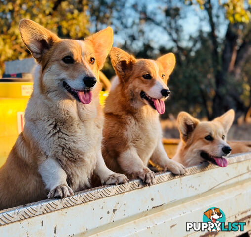 LAST ONE Purebred Pembroke Welsh Corgi