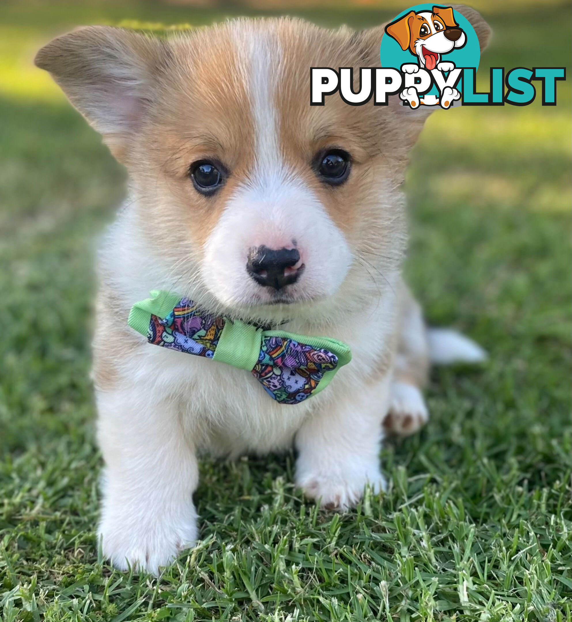 LAST ONE Purebred Pembroke Welsh Corgi