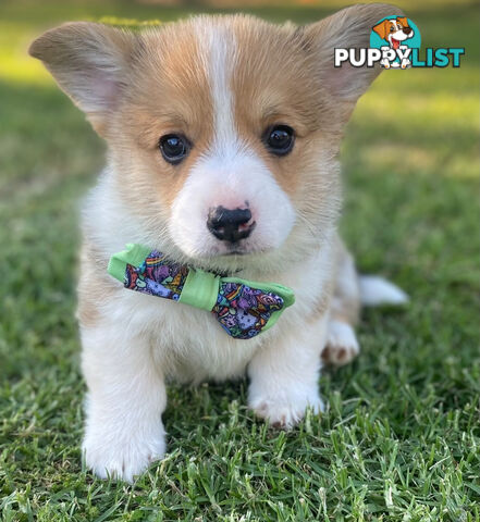 LAST ONE Purebred Pembroke Welsh Corgi