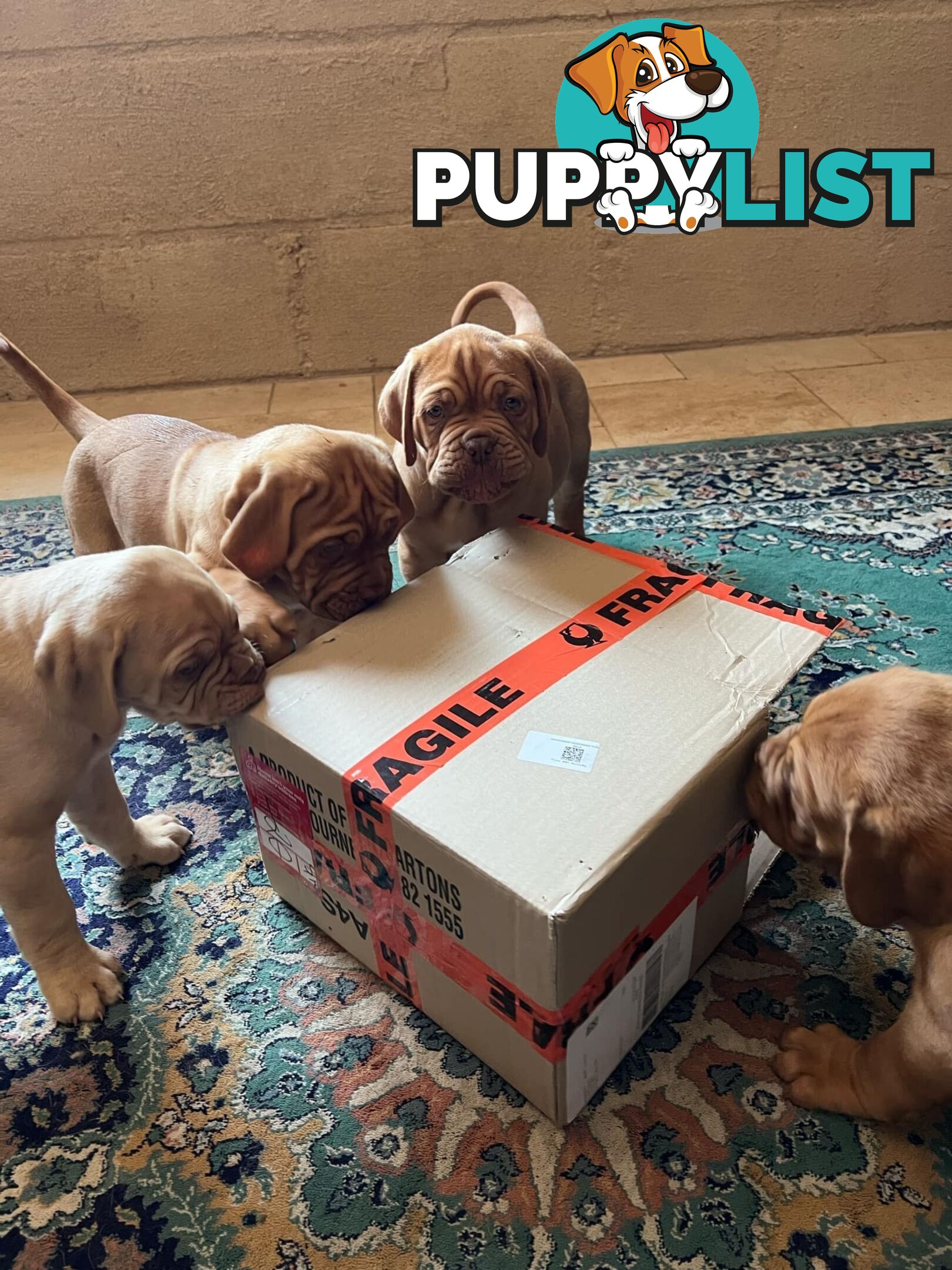 Dogue De Bordeaux Purebred puppies