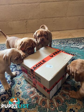 Dogue De Bordeaux Purebred puppies