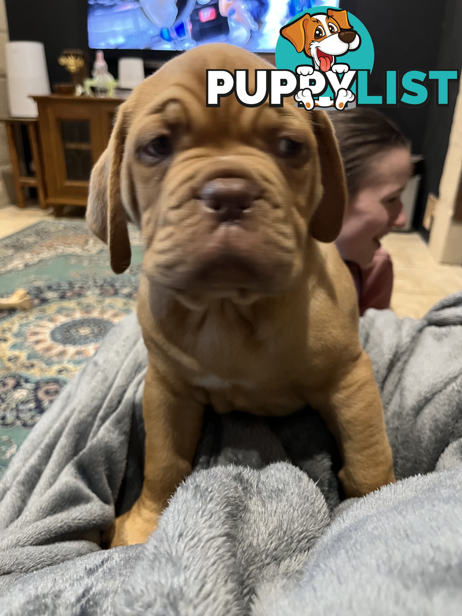 Dogue De Bordeaux Purebred puppies