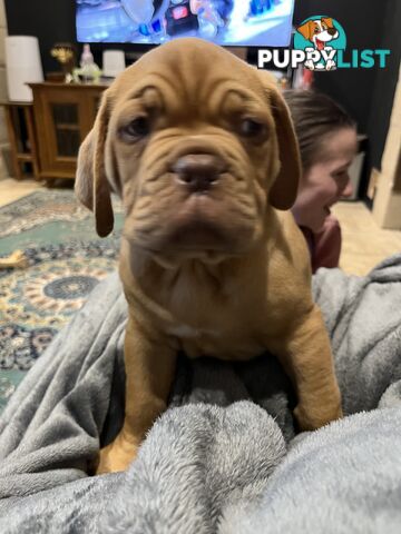 Dogue De Bordeaux Purebred puppies