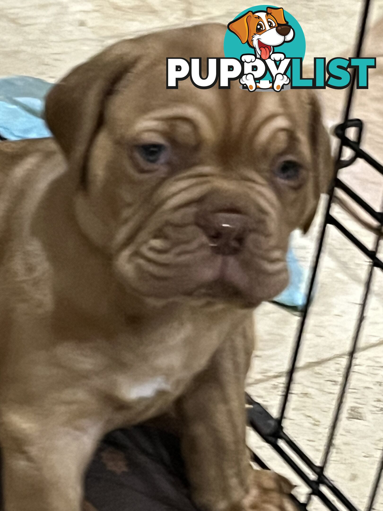 Dogue De Bordeaux Purebred puppies