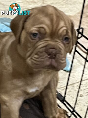 Dogue De Bordeaux Purebred puppies