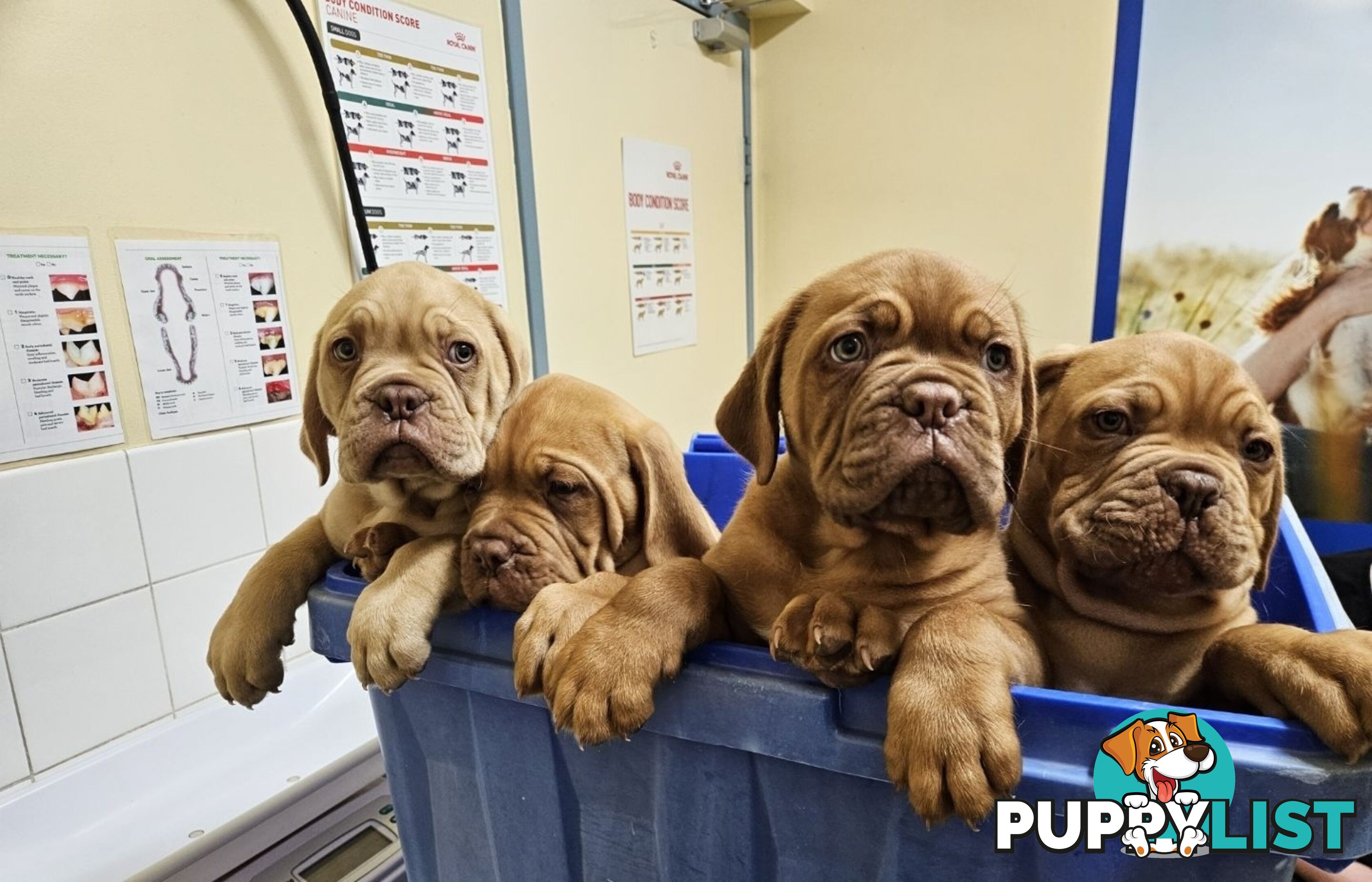 Dogue De Bordeaux Purebred puppies