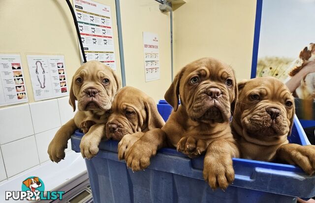 Dogue De Bordeaux Purebred puppies