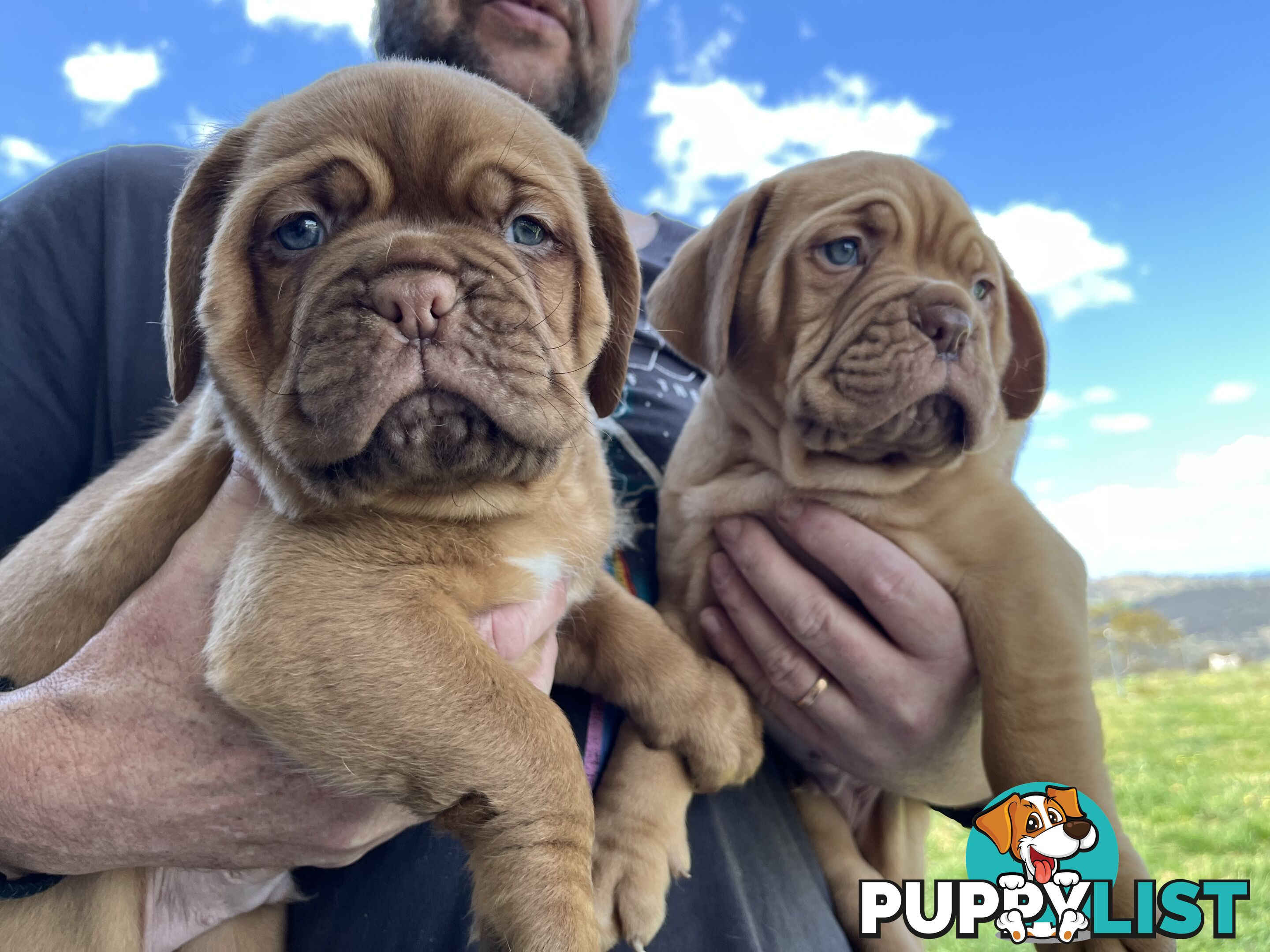 Dogue De Bordeaux Purebred puppies