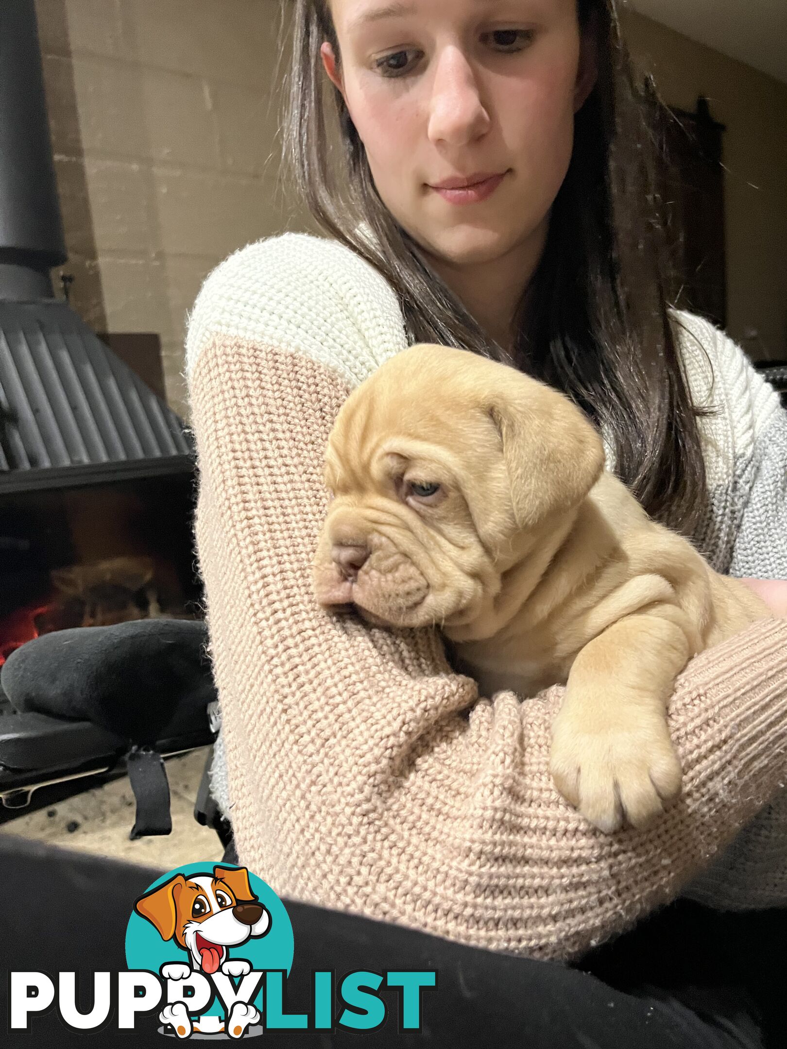 Dogue De Bordeaux Purebred puppies