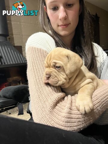 Dogue De Bordeaux Purebred puppies