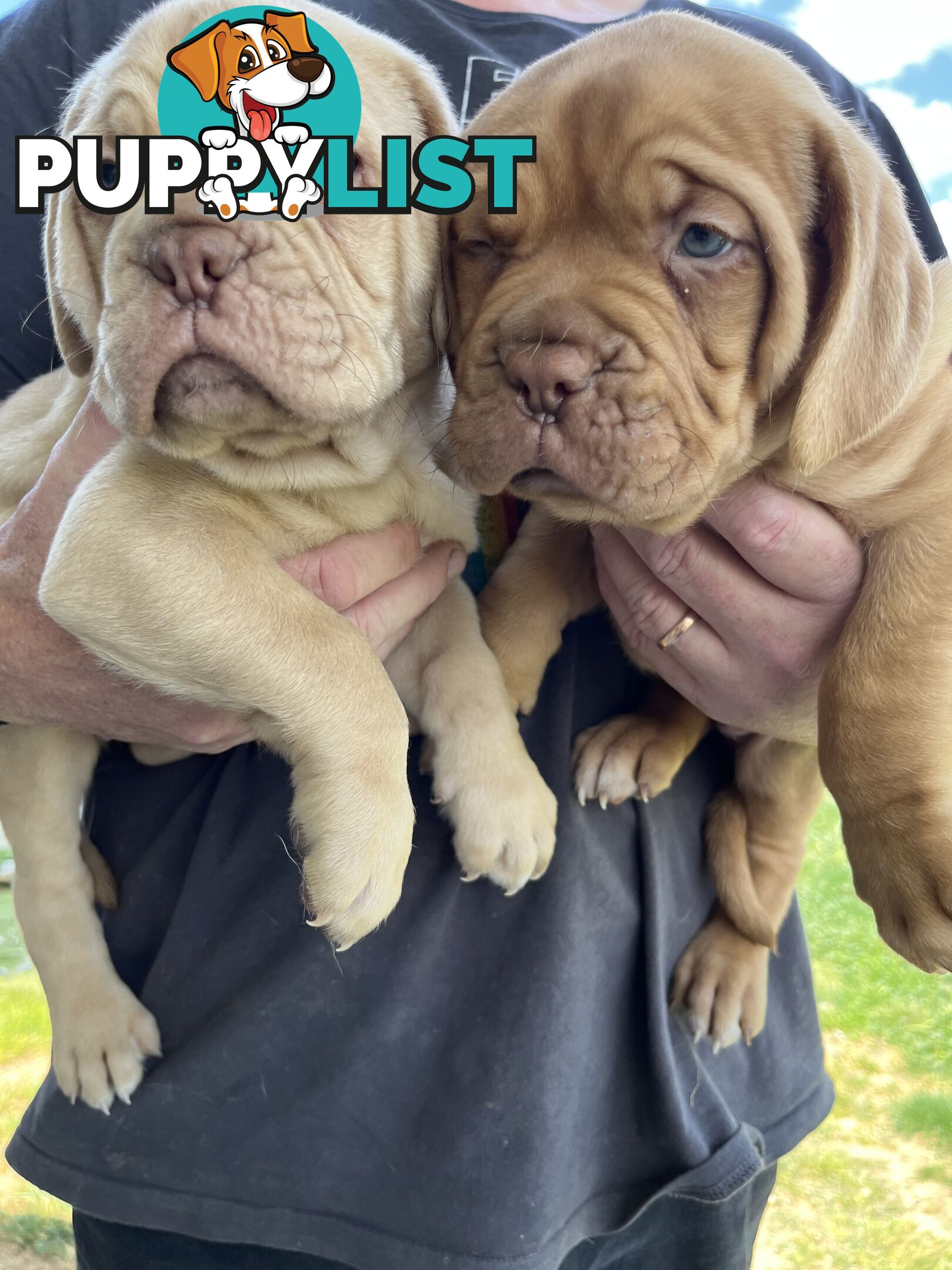 Dogue De Bordeaux Purebred puppies