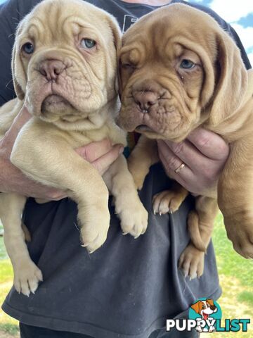 Dogue De Bordeaux Purebred puppies