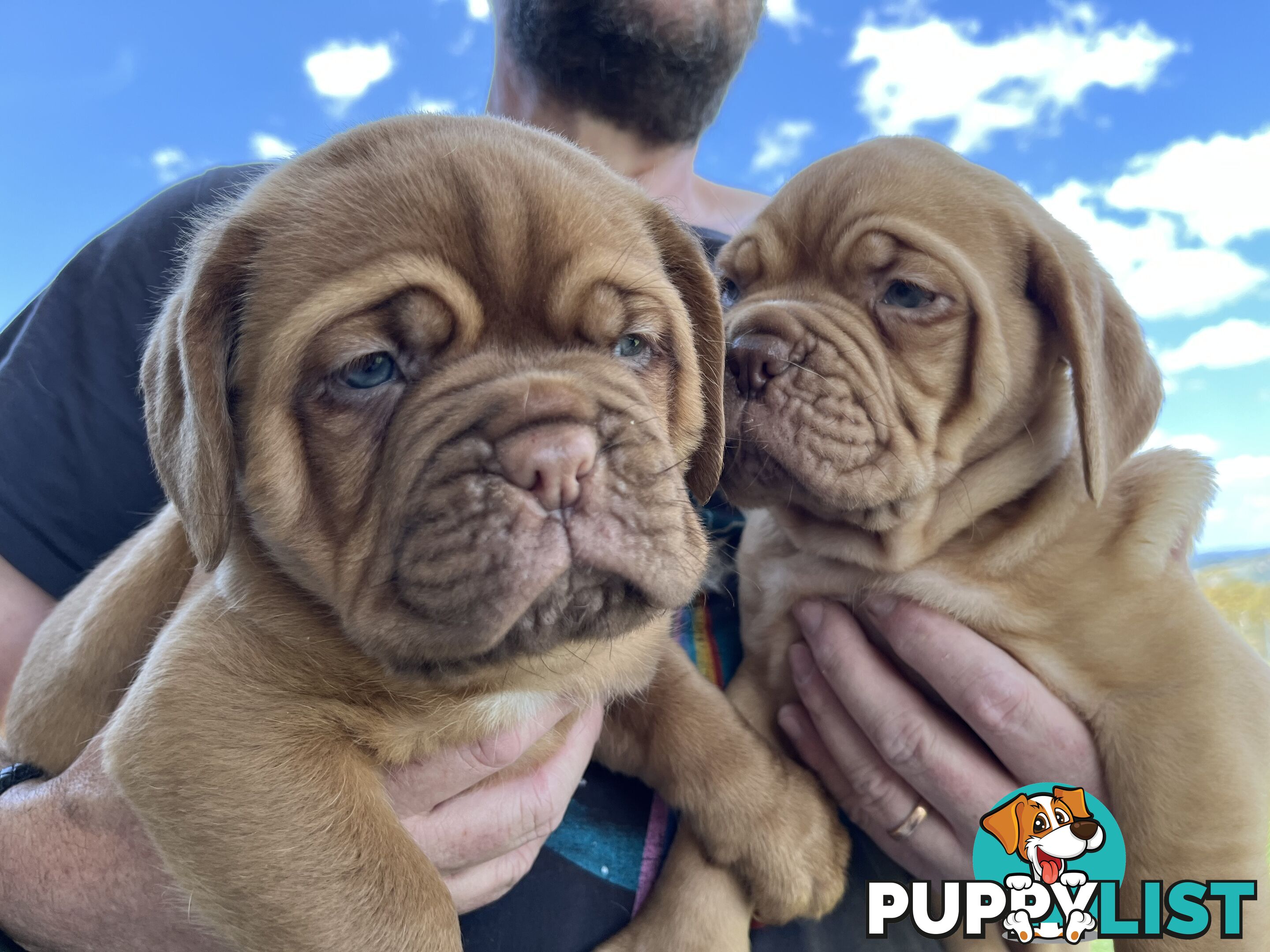 Dogue De Bordeaux Purebred puppies