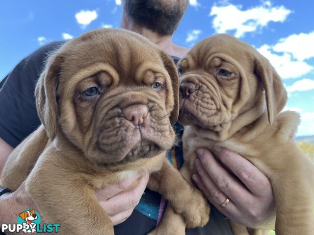 Dogue De Bordeaux Purebred puppies