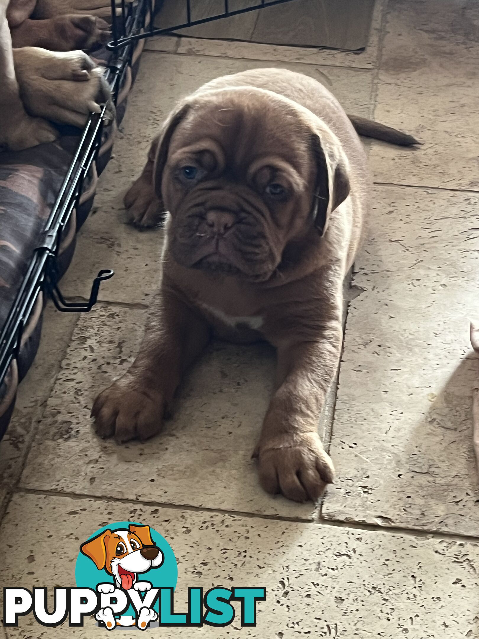 Dogue De Bordeaux Purebred puppies