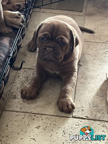 Dogue De Bordeaux Purebred puppies