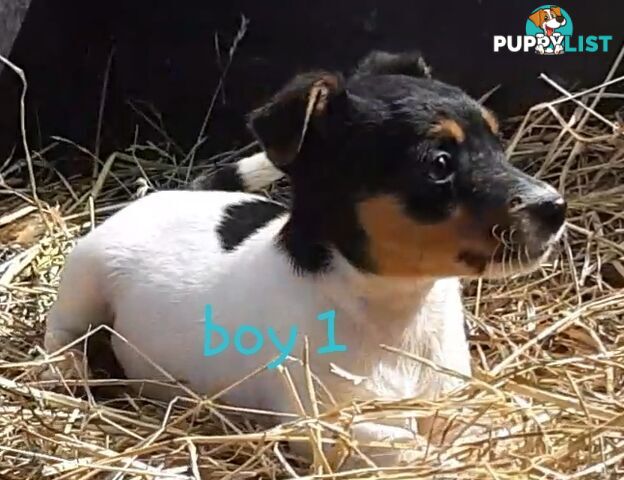 Tri- colour JACK RUSSELL PUPS!