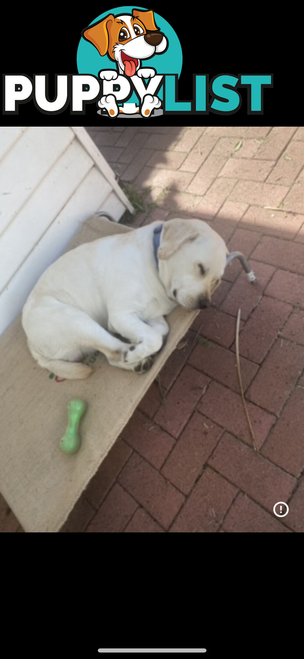 White lab for sale