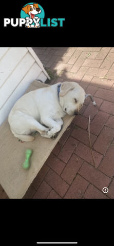White lab for sale