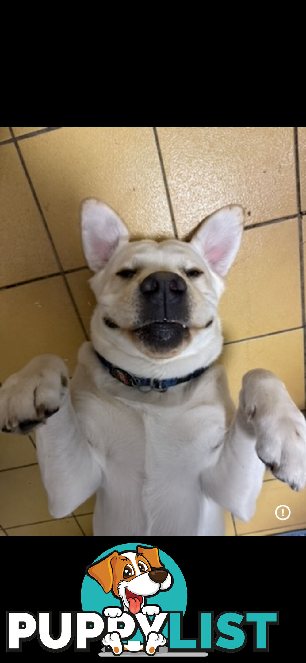 White lab for sale