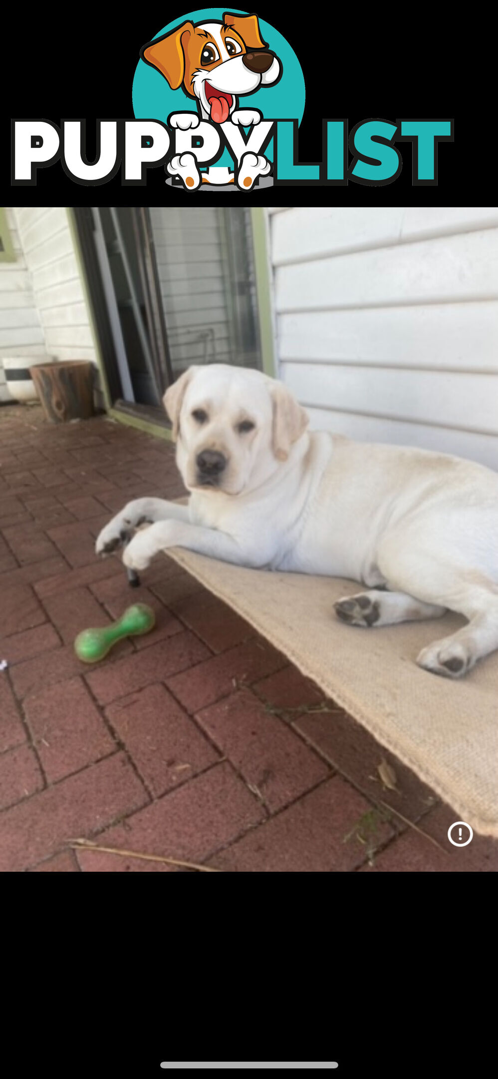 White lab for sale